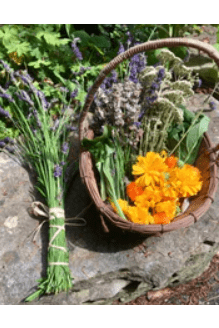 PANACEA HERBS Natural Deodorant 70ml